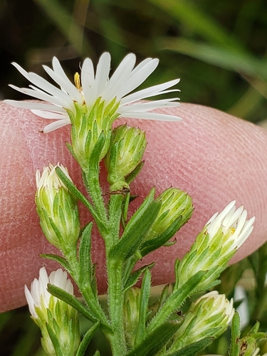 panicled aster