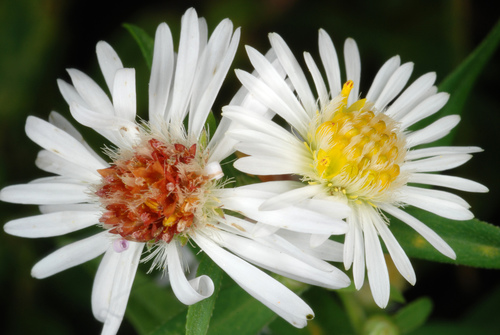 panicled aster