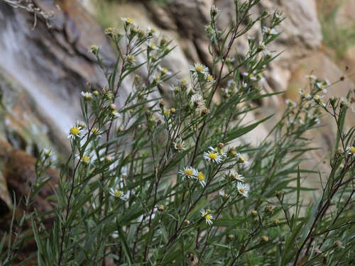 panicled aster