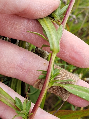 panicled aster