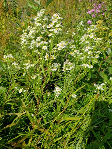 panicled aster