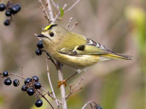 Goldcrest
