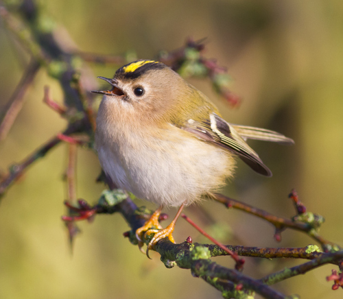 Goldcrest
