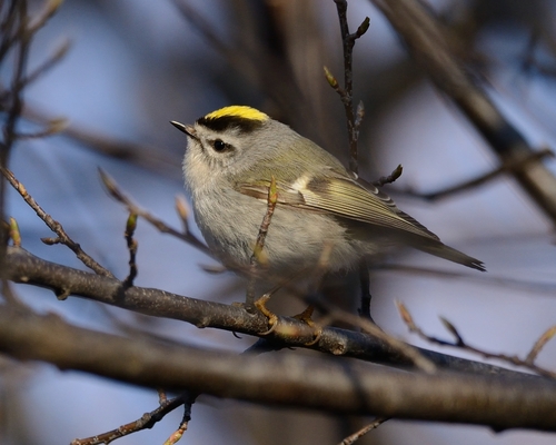 Goldcrest
