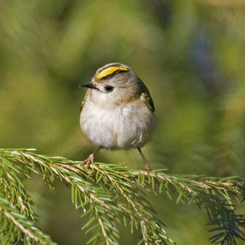 Goldcrest