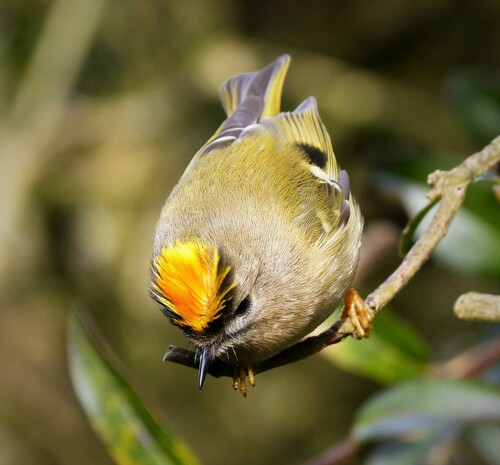 Goldcrest