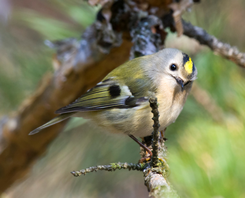 Goldcrest