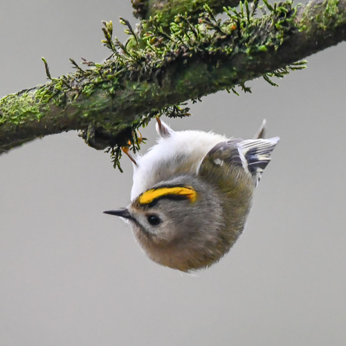 Goldcrest