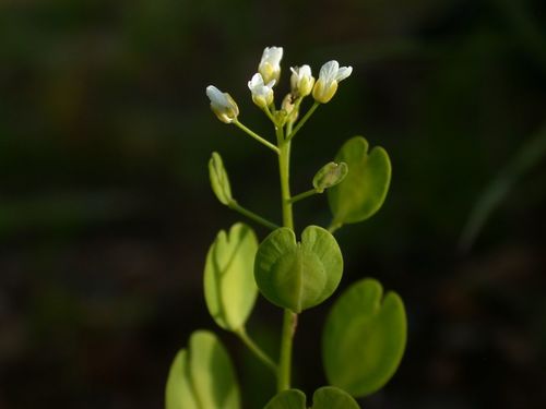 field penny-cress