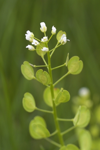field penny-cress