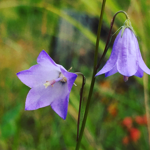 western harebell