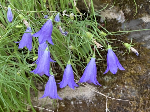 western harebell