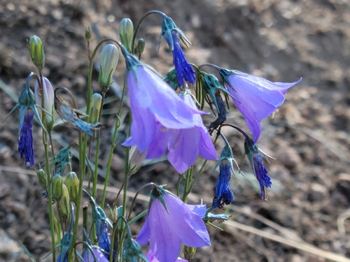 western harebell