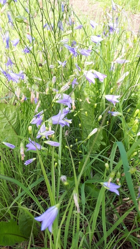 western harebell