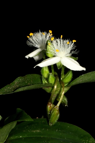 small-leaf spiderwort