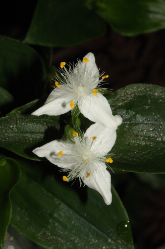 small-leaf spiderwort