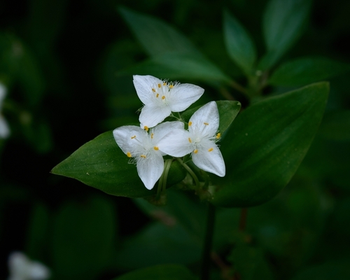 small-leaf spiderwort