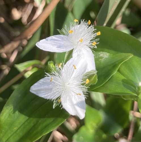 small-leaf spiderwort