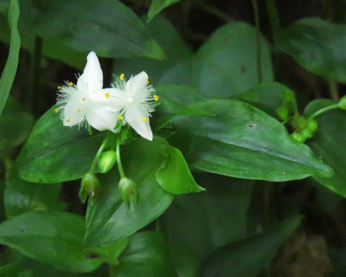 small-leaf spiderwort