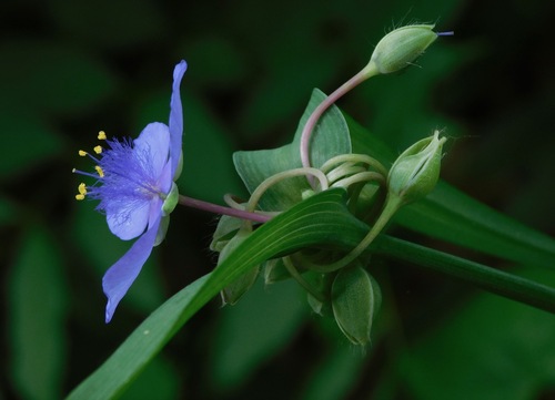 Ohio spiderwort