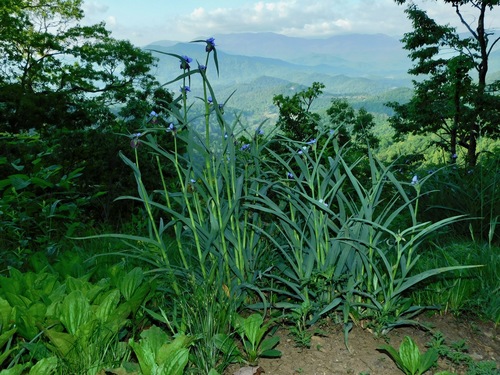 Ohio spiderwort