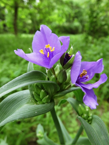 Ohio spiderwort