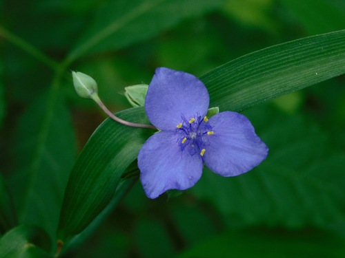 Ohio spiderwort