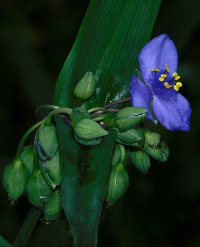 Ohio spiderwort