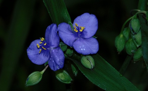 Ohio spiderwort
