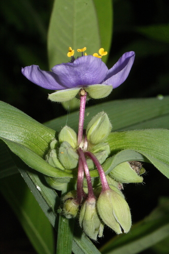 Ohio spiderwort