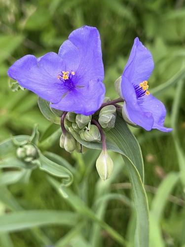 Ohio spiderwort