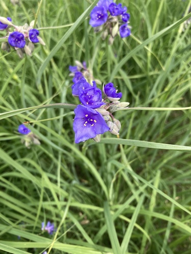 Ohio spiderwort