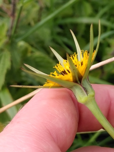 meadow salsify