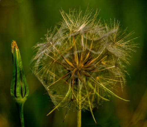 meadow salsify