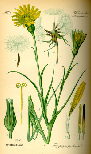 meadow salsify