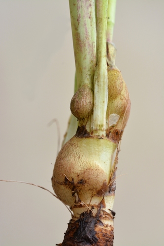 meadow salsify