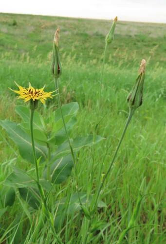 meadow salsify