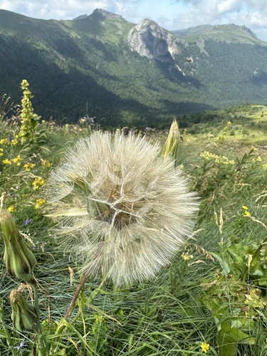 meadow salsify