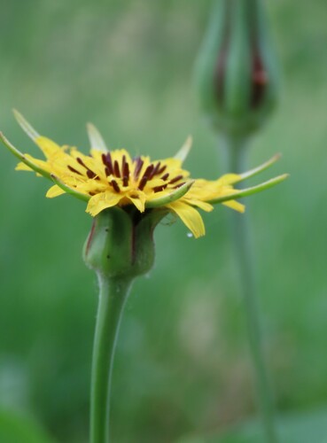 meadow salsify
