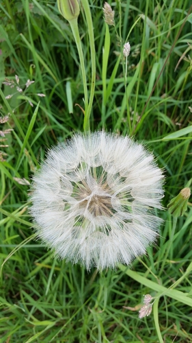 meadow salsify