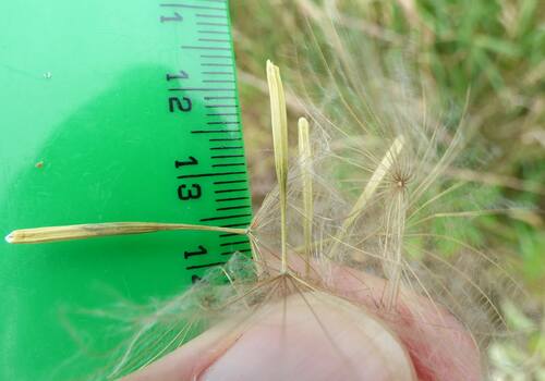 meadow salsify