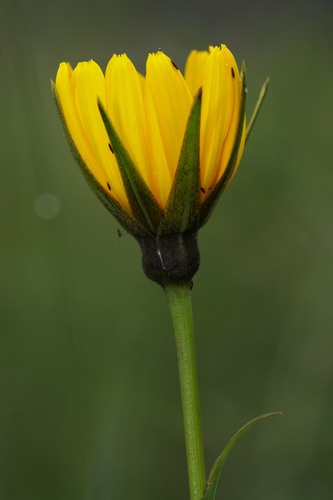 meadow salsify