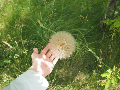 meadow salsify