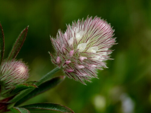 rabbitfoot clover