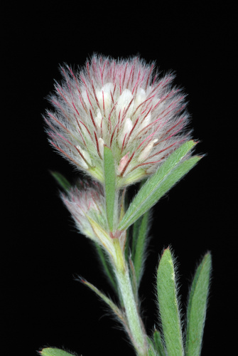 rabbitfoot clover