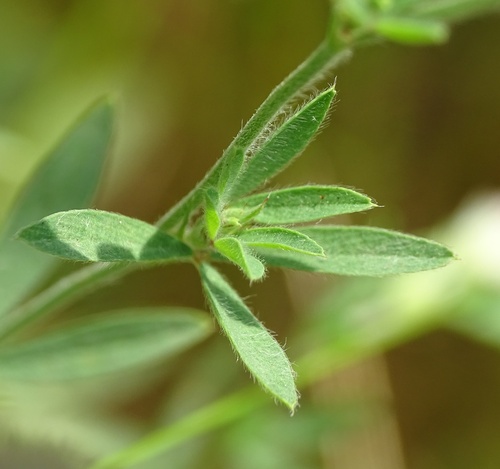 rabbitfoot clover