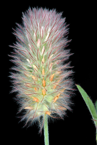 rabbitfoot clover