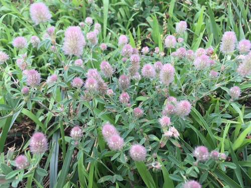 rabbitfoot clover