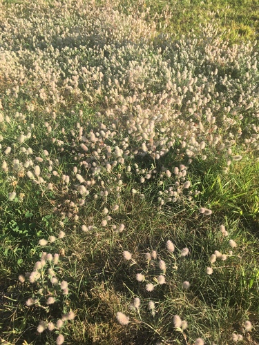 rabbitfoot clover