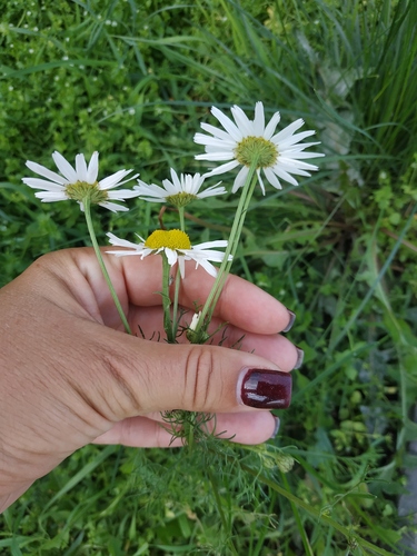 scentless mayweed